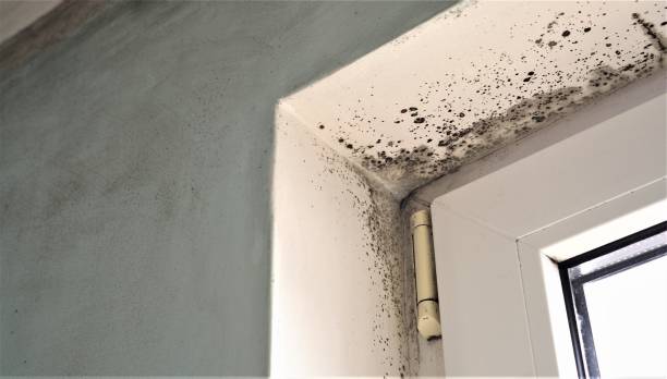 Reliable Middlesex, NJ Mold Inspection, Removal & Remediation Solutions