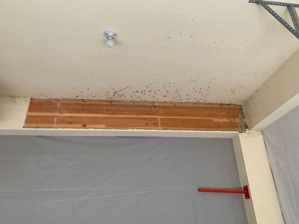 Best Mold Removal for HVAC Installations  in Middlesex, NJ